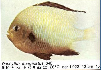 Dascyllus marginatus